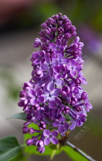 艳紫色丁香花