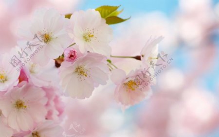 樱花摄影图