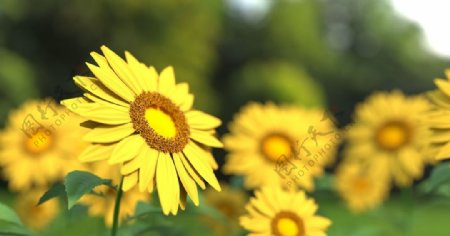 野外田地里的黄色菊花