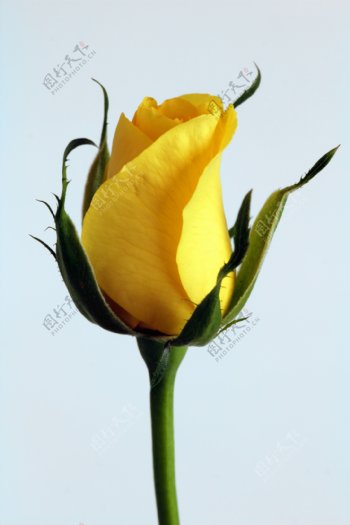 黄色玫瑰花苞