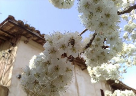 老屋前的樱桃花