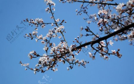 蓝天与樱花