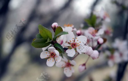 初春的杏花