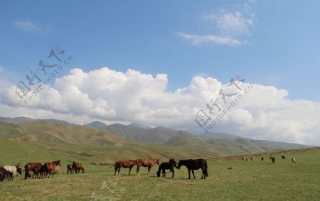 新疆风景大草原