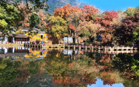 天平山红枫