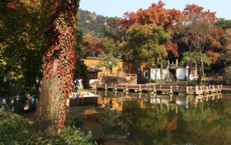 天平山红枫