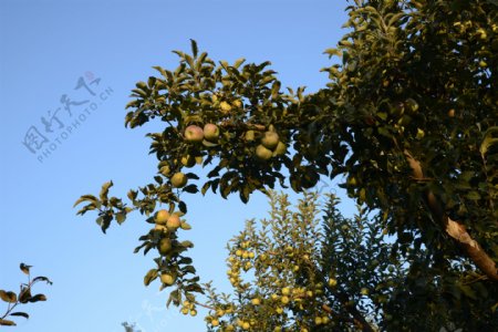 苹果树