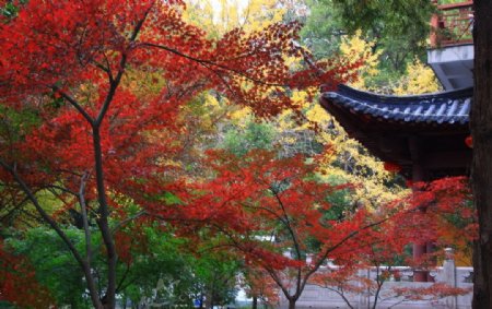 栖霞山红叶栖霞古寺