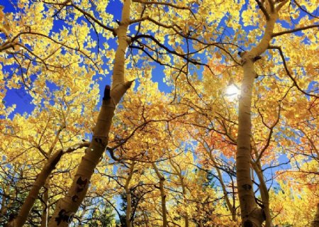 蓝天与秋天的大树