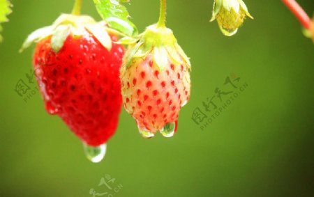 雨后草莓