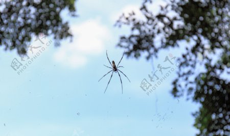 蜘蛛挂网上