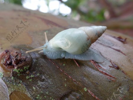 白色蜗牛