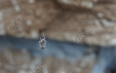 蜘蛛网灰色蜘蛛