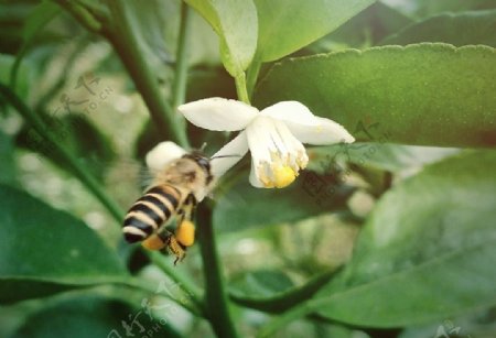 蜜蜂与柑橘花