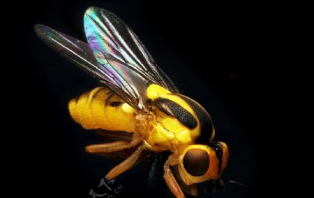 微距蜜蜂