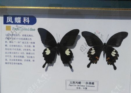 玉斑凤蝶