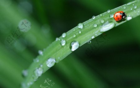 瓢虫水滴与叶茎