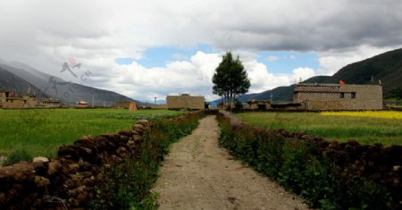 藏区的乡间小路