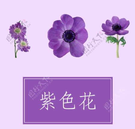 菊花花瓣花束分层素材下载