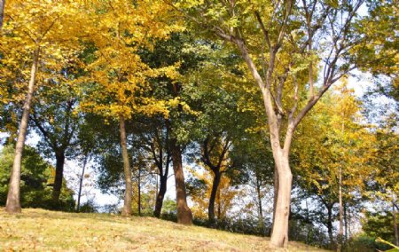 秋日落叶公园风景自然树木