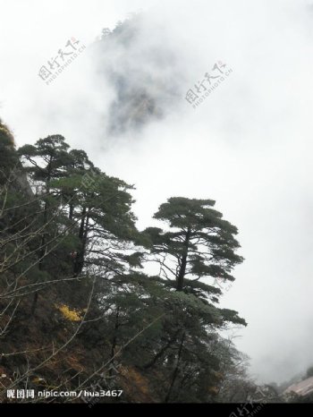 黄山奇松