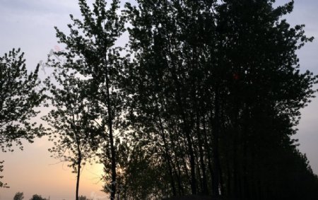 夕阳下的杨树林