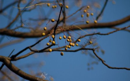 秋天野果