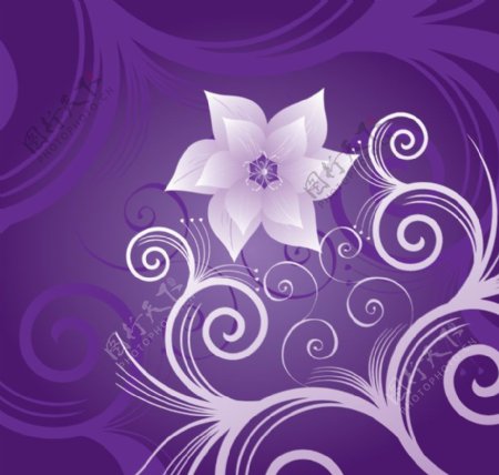 紫罗兰花花纹