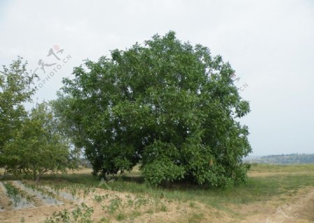 核桃树