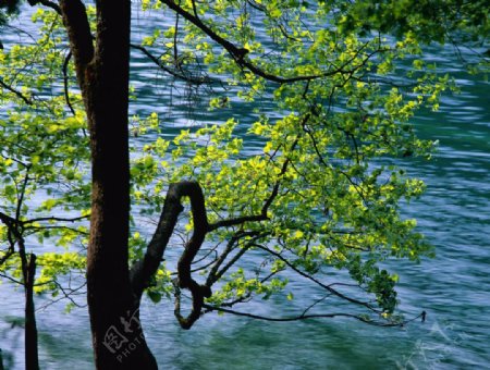 湖边的树木