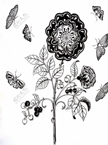 秘密花园手绘花和蝴蝶
