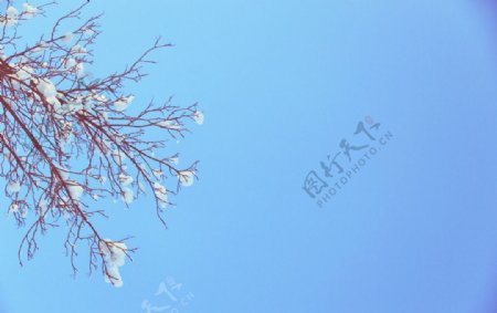蓝天下树枝上的雪