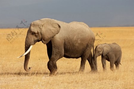 草原上行走的大象
