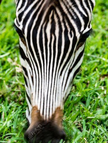 非洲摄影斑马吃草实拍
