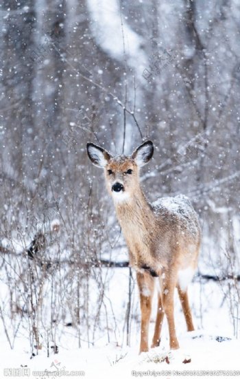 下雪天的鹿