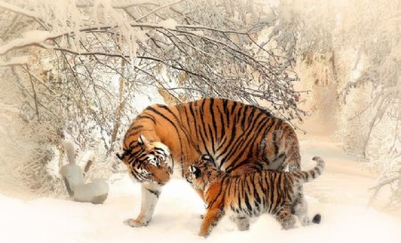 雪中玩耍的老虎母子