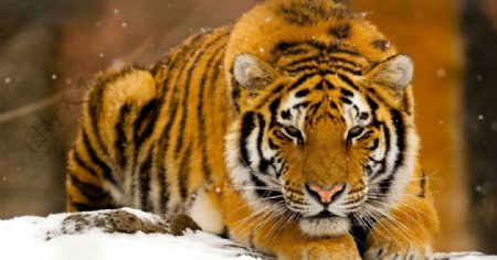 趴在雪地上的老虎