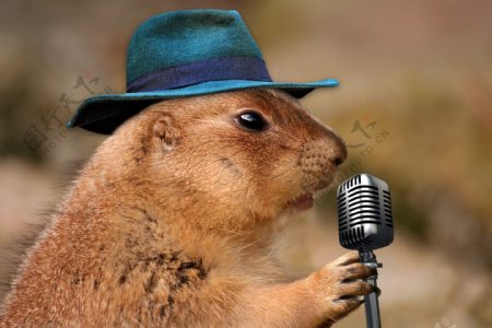 歌唱家土拨鼠