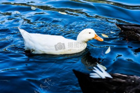 自然水动物河游泳鸭子