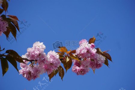 自然树植物植物开花天空花樱花日本