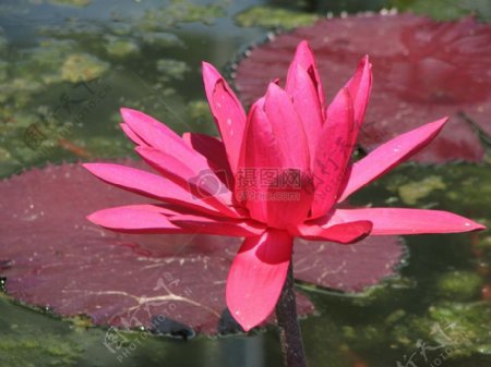 水花粉红色植物开花水百合百合莲子粉红色花百合垫