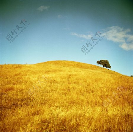 黄色的麦田自然风景图片