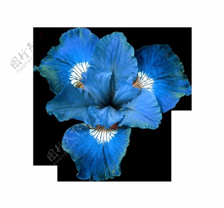 手绘蓝色花朵元素