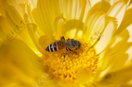 自然黄色花蜜蜂bugonflower