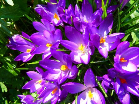 蓝紫色的花朵