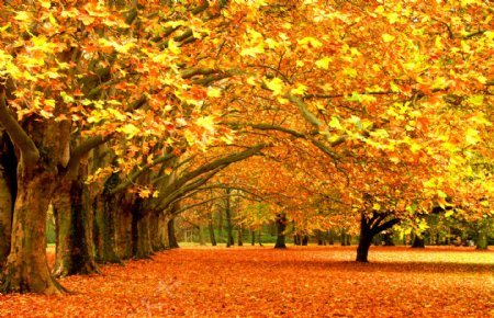 秋季树林公园背景图片