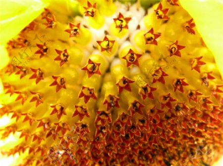 黄色向日葵花盘图片