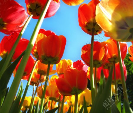高清荷兰郁金香鲜花图片