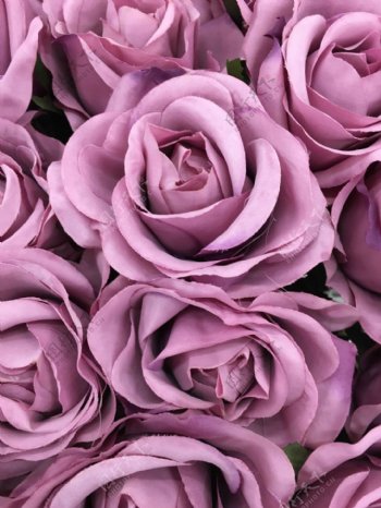 高清紫色玫瑰花特写大图