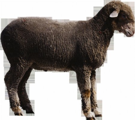 绵羊侧面图片免抠png透明图层素材